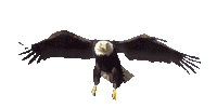 animated eagle